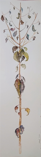 A penúltima folha - The penultimate leaf